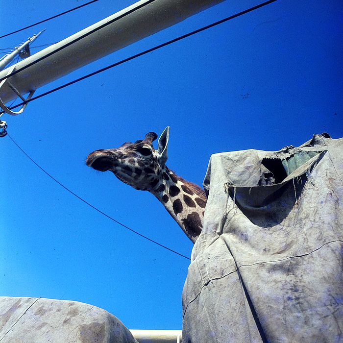 Transport žirafy na lodi